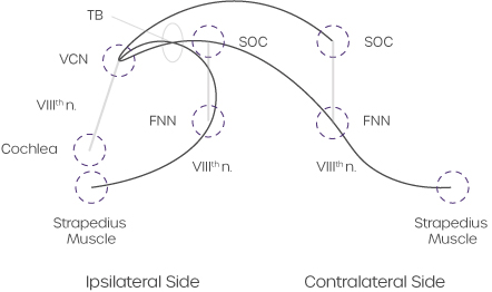 crossed-and-uncrossed-acoustic-reflex-pathways