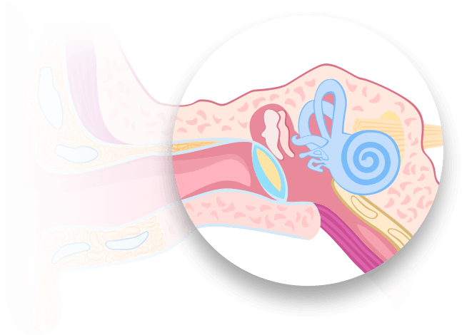 The Inner Ear