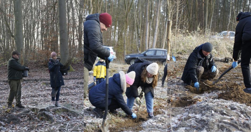 sadzimy_las_3_zdjecie_w_tekscie_1