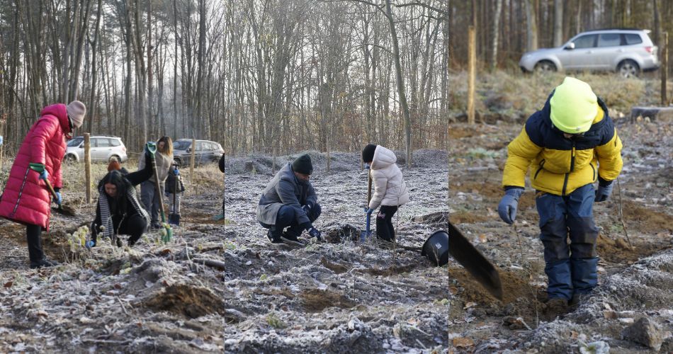 sadzimy_las_3_zdjecie_w_tekscie_2