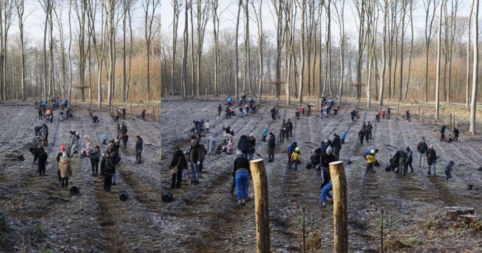 sadzimy_las_3_zdjecie_w_tekscie_3