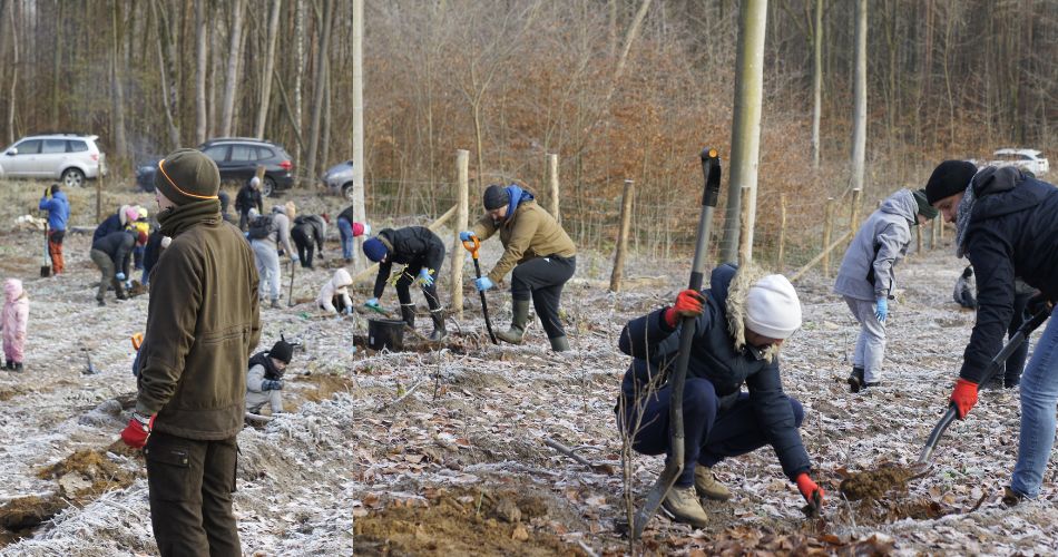sadzimy_las_3_zdjecie_w_tekscie_6