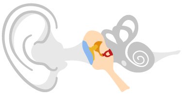 In the middle ear, the eardrum is connected to tiny bones that amplify and conduct vibrations to the inner ear.