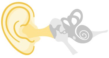 The outer ear collects sound and channels it into the auditory canal, to the eardrum.