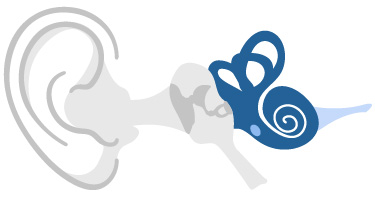 The inner ear has two parts, one is the cochlea which converts the sound vibrations into electrical impulses 
